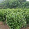 湖南基地供應(yīng) 灌木茶花球 規(guī)格齊全 歡迎實(shí)地考察 灌木園林植物