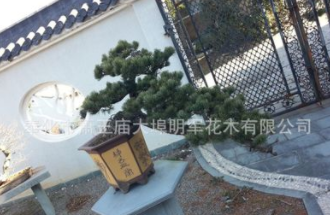 供應【 造型五針松】 地徑10-18公分,花壇別墅綠化,工程綠化