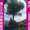 提供優(yōu)質(zhì)油橄欖苗木