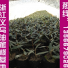 提供優(yōu)質(zhì)掛果油橄欖