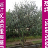 大量供應(yīng)優(yōu)質(zhì)掛果 油橄欖 自產(chǎn)自銷橄欖油