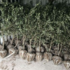 油橄欖2年以上種苗 大樹 品種純正 量大價優(yōu)