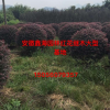 低價(jià)供應(yīng)紅花繼木紅花繼木價(jià)格優(yōu)質(zhì)供應(yīng)商