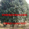 安徽地區(qū)供應(yīng)桂花 桂花大型基地 桂花*好供應(yīng)商