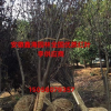 安徽地區(qū)紅葉李供應(yīng)商供應(yīng)2-20公分紅葉李 大型紅葉李基