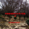 安徽地區(qū)供應(yīng)2-15公分優(yōu)質(zhì)紅葉李，安徽大型紅葉李基地