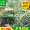 自家種植的 杉木苗 杉樹苗 稥杉苗 苗木，2年苗