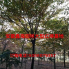 安徽地區(qū)供應(yīng)優(yōu)質(zhì)8-18櫸樹， 櫸樹好供應(yīng)商，櫸樹基地