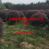 安徽地區(qū)供應紅花繼木球 紅花繼木球大型基地 紅花繼木價格