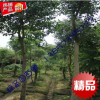 海寧 10公分大葉女貞 小苗 高桿女貞 工程 綠化樹(shù)苗