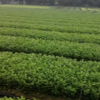供應(yīng)茶苗
