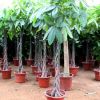 基地直銷大盆發(fā)財樹栽 室內綠植客廳植物辦公開業(yè)送禮招財樹