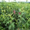 特價供應綠化苗木紅王子錦帶 工程綠化苗木 各種規(guī)格齊全