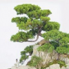 杭州供應雀梅盆景 樁材 樹樁盆景