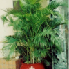 杭州佳佳好景觀大量優質綠色花木盆栽租擺0.5元起
