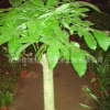 杭州佳佳好景觀藝術工程有限公司大量提供花木綠色植物租擺0.5元
