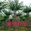 紫薇 園林綠化 紫薇規格齊全 園林花卉 木槿 茶花樹