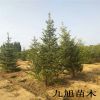 櫻桃苗新品種批發(fā) 布魯克斯 黑珍珠 美早 俄羅斯8號(hào) 保品種保成活