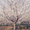 櫻花樹(shù) 大量批發(fā)櫻花樹(shù)苗 櫻花樹(shù)價(jià)格 2-15公分櫻花樹(shù)
