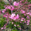 【碧桃】紅葉碧桃樹(shù)苗價(jià)格 菊花碧桃 碧桃小苗 品種全 成活率高