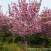 批發日本櫻花 晚櫻 山櫻 早櫻品種齊全量大從優
