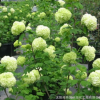 供應(yīng)綠化苗木優(yōu)質(zhì)繡球八仙花 木繡球 大量批發(fā) 價格實惠