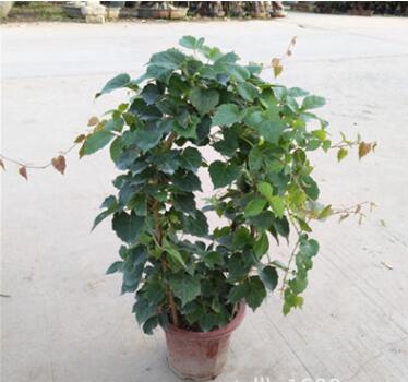 爬藤植物爬山虎大苗攀援花卉綠植盆栽陽(yáng)臺(tái)庭院別墅種子四季常青
