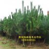 基地出售黑松樹樹黑松盆景 規(guī)格齊全四季常青 成活率極高價低