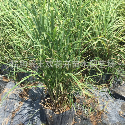 斑葉芒 晨光芒多規格園林水體綠化觀賞草植物 細葉芒基地批發