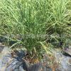 斑葉芒 晨光芒多規(guī)格園林水體綠化觀賞草植物 細(xì)葉芒基地批發(fā)