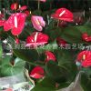 紅掌苗 青州花卉批發(fā)紅掌盆栽花卉 紅掌盆栽植物種子