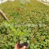 月季花 批發(fā)豐花月季小苗藤本月季 大花月季 盆栽花卉