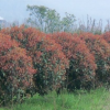 供應紅葉石楠球/安徽紅葉石楠球低價格批發