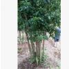 直銷，大叢生楊梅 移植苗價格實惠