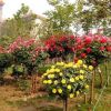 批發(fā)樹狀月季花 月季樹花苗 樹形月季 高檔樹樁當年開花3公分粗
