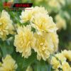 批發(fā)黃木香苗 爬藤花卉 墻體綠化苗木 攀援植物 庭院觀花