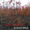 大量供應(yīng)叢生美國紅楓紅點　紅楓秋火焰　1.5-2.0米高.