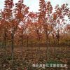 現(xiàn)貨供應(yīng)8公分美國紅楓樹苗價格 10公分紅楓樹產(chǎn)地 圖片