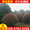 基地批發(fā)球形灌木紅葉石楠球 常用高速綠化帶綠化色塊苗 規(guī)格齊全