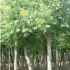 批量供應(yīng)各種規(guī)格黃山欒樹 高品質(zhì)綠化環(huán)境黃山欒樹