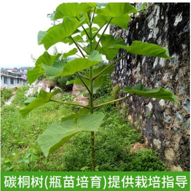 碳桐樹苗 廣西凌云基地現貨直供高存活率根系強健炭桐樹苗