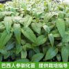 廣西凌云基地直供巴西人參馴化苗 即采即發