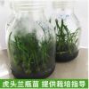 廣西凌云基地現貨直供虎頭蘭瓶苗 綠色培育 根系強健