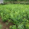 熱銷 牛心李苗木[廣西基地現貨直供] 根系強健 存活率高