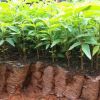 專業種植鴉膽子苗 廣西供應商 凌云隴雅村育苗基地