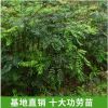廣西凌云直銷十大功勞苗刺黃檗大葉黃柏樹老鼠刺皮氏黃蓮竹