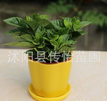 批發(fā)梔子花 室內(nèi)盆栽花卉 綠植桌面盆景 梔子花鮮花