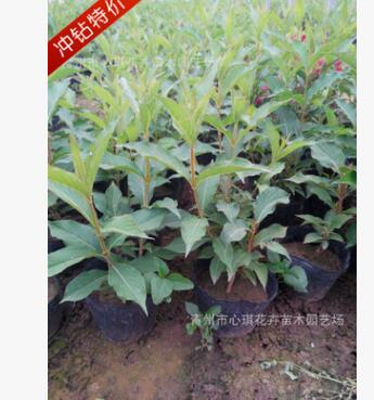批發(fā)上盆紅王子錦帶花 山東青州花卉 基地直銷 價格 盆栽