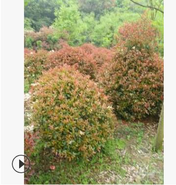 直銷 批發(fā)苗木 園林工程造型綠化苗木庭院常綠喬木