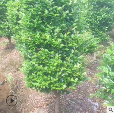 露地造型茶梅樹風(fēng)景行道樹庭蔭樹防護(hù)樹 常綠灌木工程綠化樹木